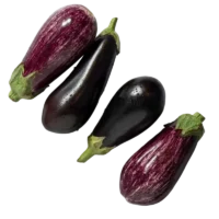 Aubergines variées