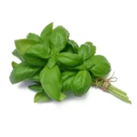 Basilic