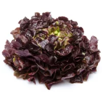 Laitue Feuille de Chêne Rouge