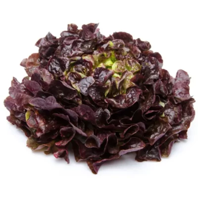 Laitue Feuille de Chêne Rouge