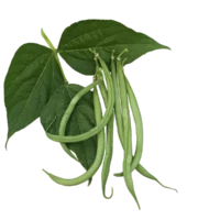 Haricot vert Cupidon