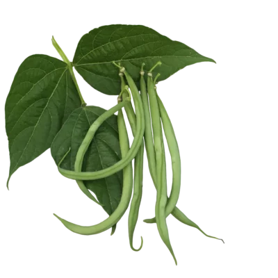 Haricot vert Cupidon