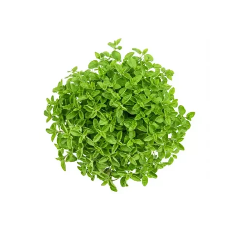 Origan (le bouquet)