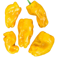 Poivron jaune Oro