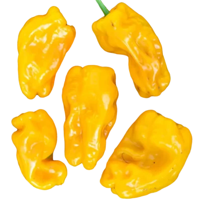 Poivron jaune Oro