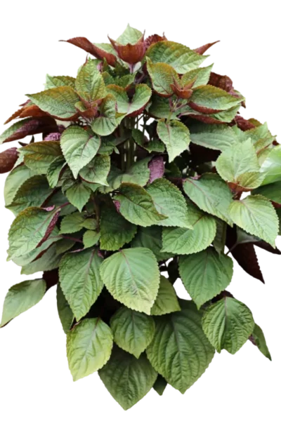 Shiso / Périlla – Image 3