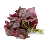 Shiso / Périlla
