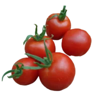Tomate Précoce