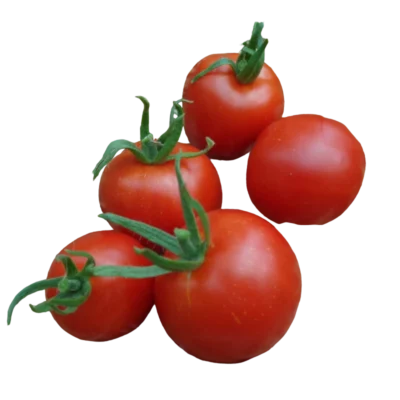 Tomate Précoce