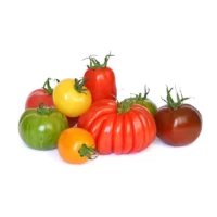 Tomates variées