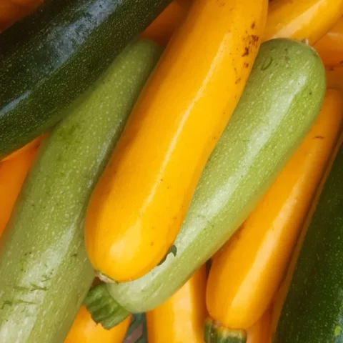Courgettes variées – Image 2