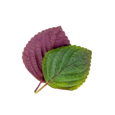 Shiso / Périlla – Image 2
