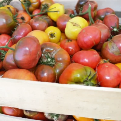 Tomates variées – Image 2