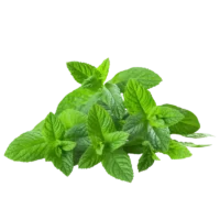 Menthe Basilic