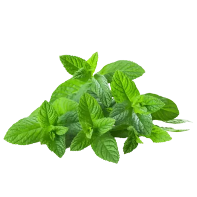 Menthe Basilic