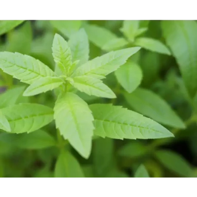 Verveine citronnelle – Image 2
