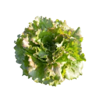 Salade laitue Carmen