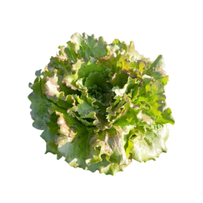Salade laitue Carmen