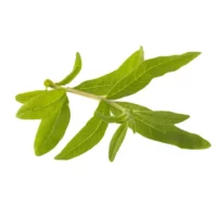 Verveine citronnelle