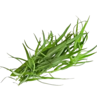 Estragon séché 10g
