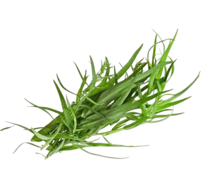 Estragon séché 10g