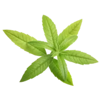 Verveine séchée 10g