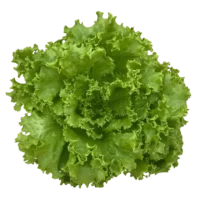 Salade Laitue Batavia
