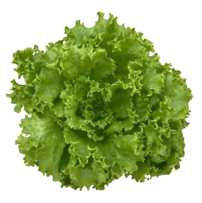 Salade Laitue Batavia