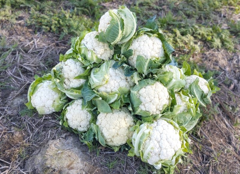 Pyramide de choux fleurs - Février 2024