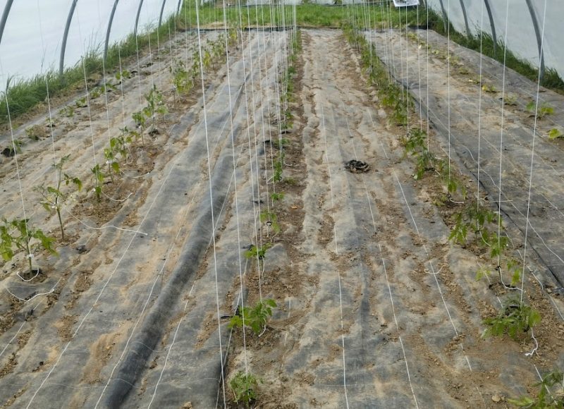 Premières tomates sous serre - Avril 2024